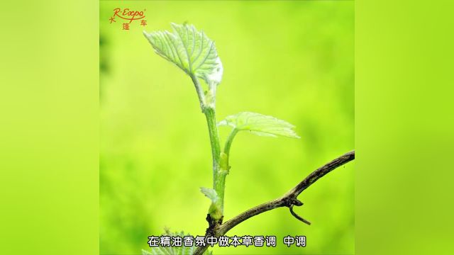 牛膝草精油 | 清新温暖草本香 被称为“神圣的植物”