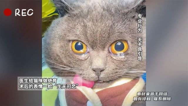 医生给猫咪做绝育,术后的表情一脸“生无可恋”