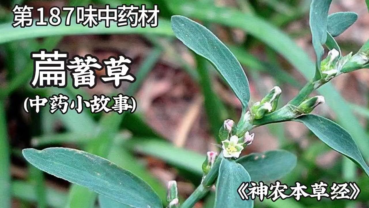 今天讲讲萹蓄草的故事#民间故事 #萹蓄草 #中医 #中草药 #中药材