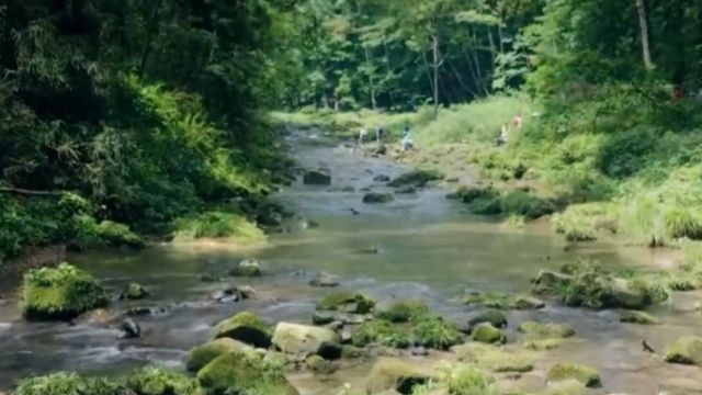 曹敬庄一到张家界,就深深地被索溪峪原始而野性的美所震撼征服!