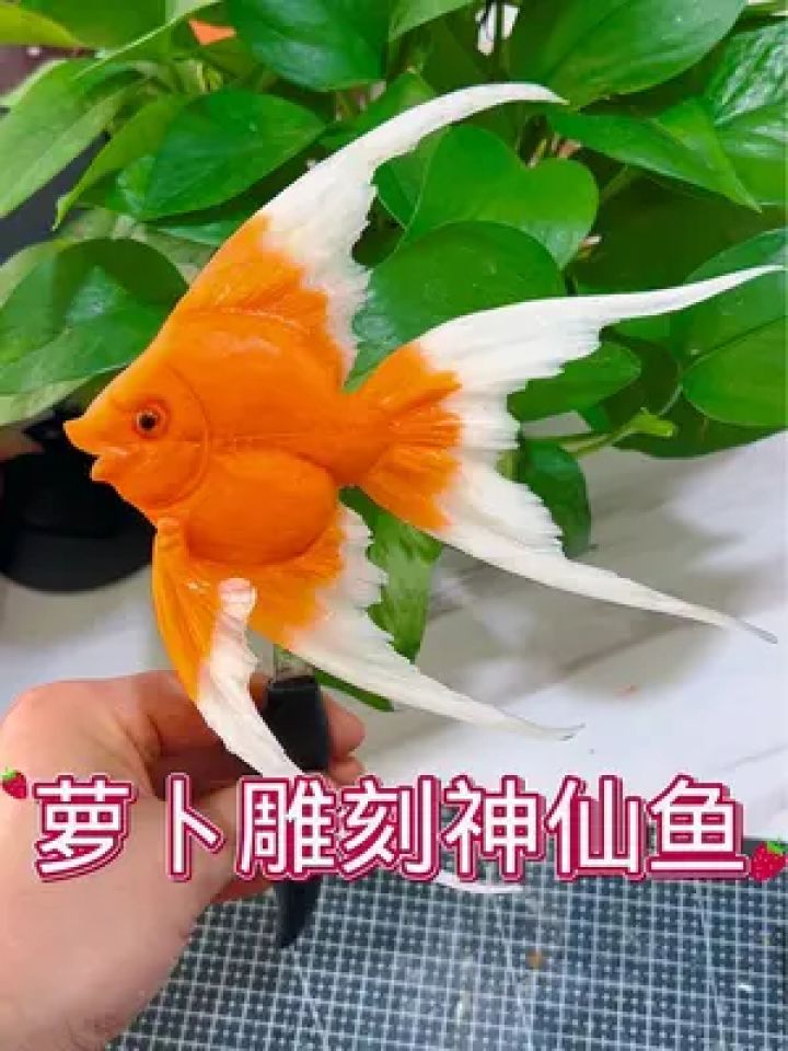 今天上课教学《神仙鱼》胡萝卜雕刻神仙鱼,木派手法,简单实用,太美了