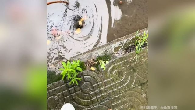 雨后捅了一条街的下水道,又做好事又解压,下个雨天你要去试试嘛