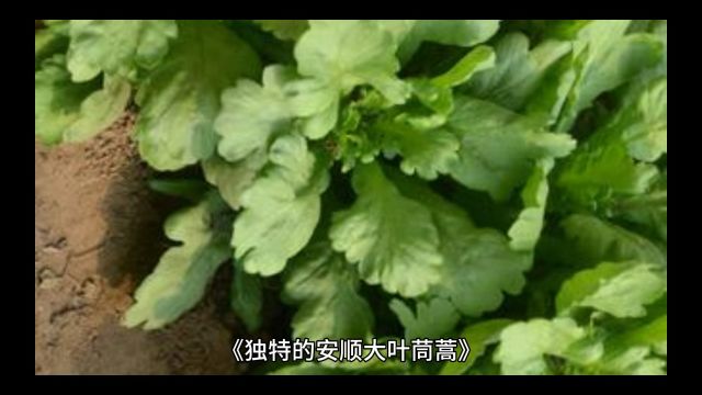 《独特的安顺大叶茼蒿》