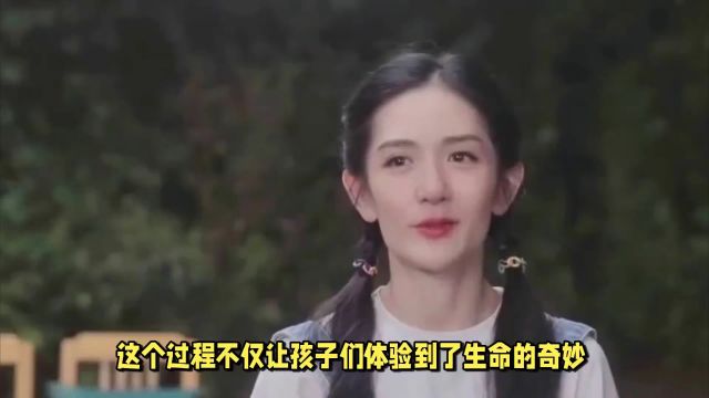 谢娜和孩子在家成功孵出小鸡!原来孵蛋需要这么多步骤,太神奇了