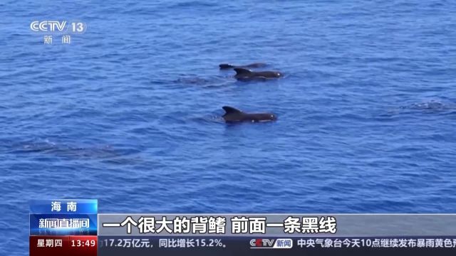 探访回归大海的“海棠” 这趟特殊经历有“鲸喜”