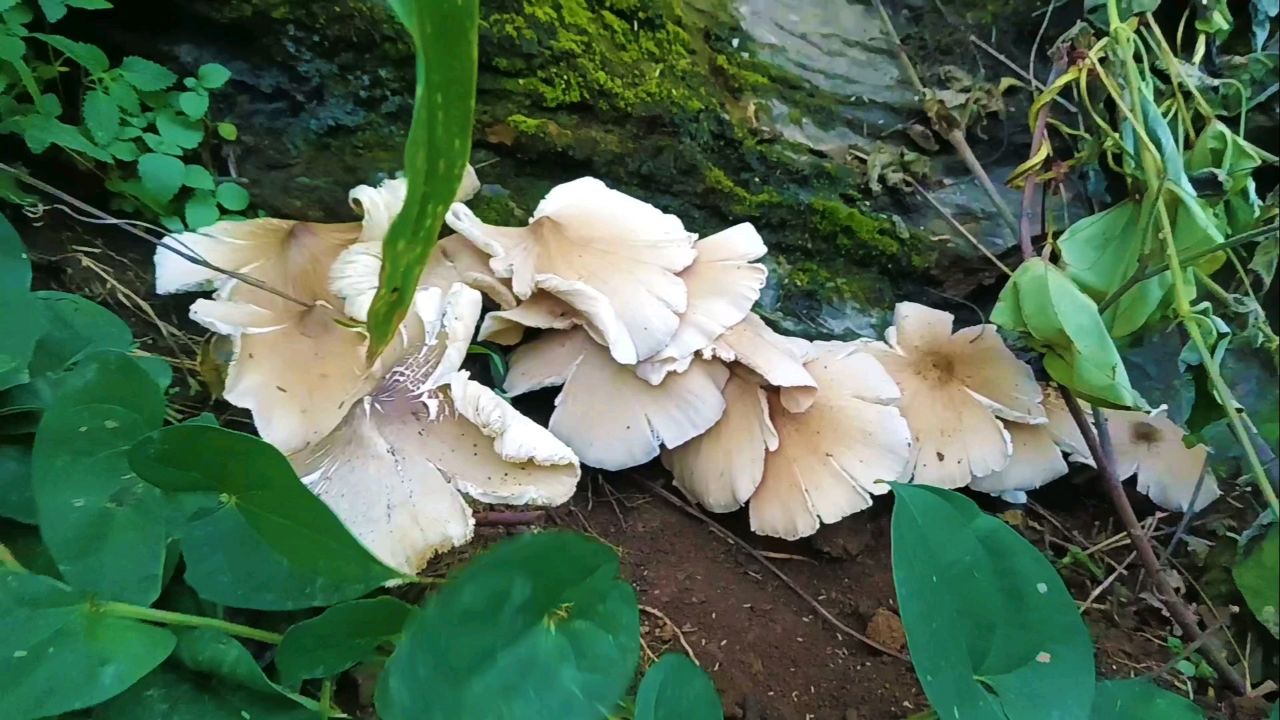 发现这样一窝鸡枞菌?你打算怎么吃它