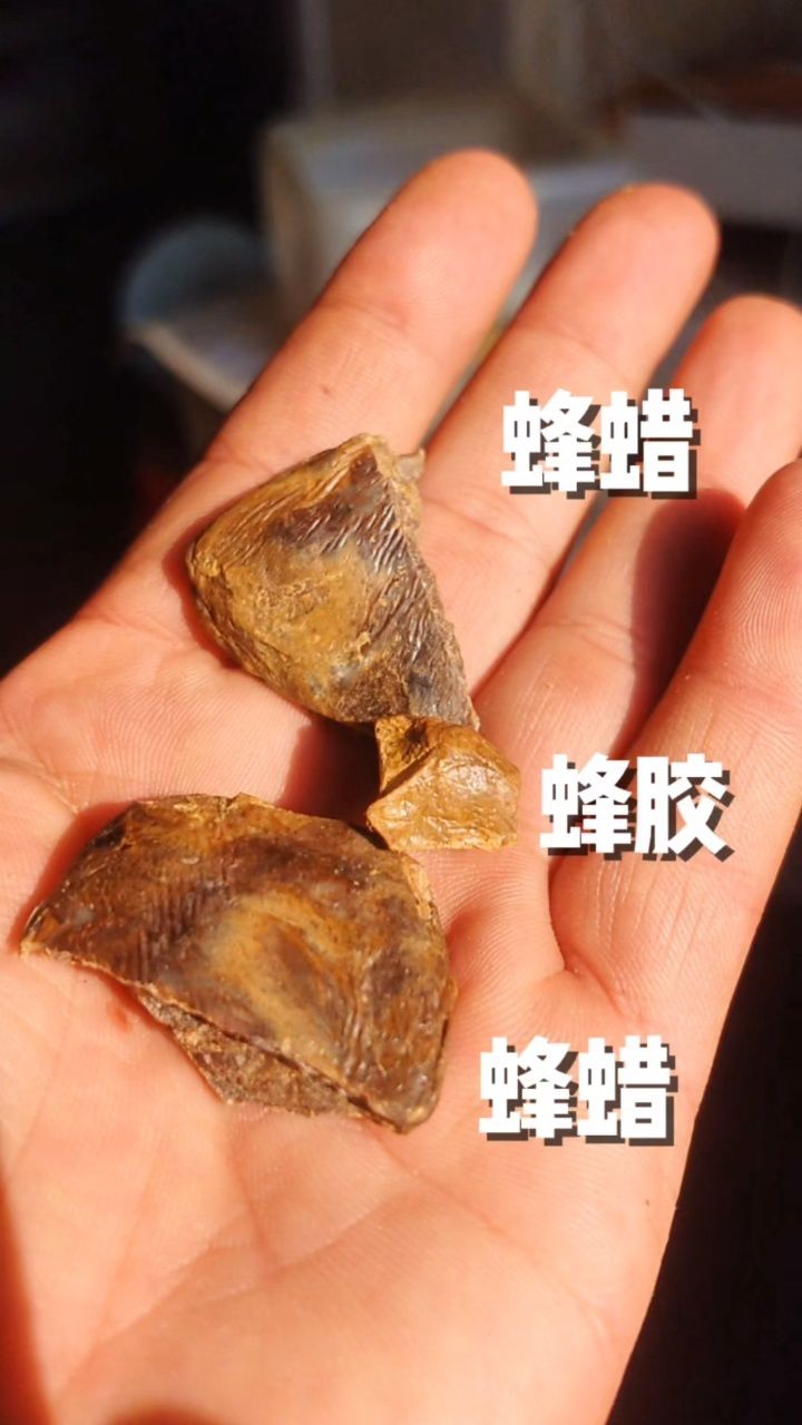 蜂胶的作用和用途(蜂胶的作用与功效禁忌人群)
