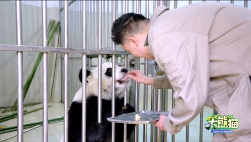 第13集：大熊猫们即将踏上新的旅程，离别是为了更好的相遇
