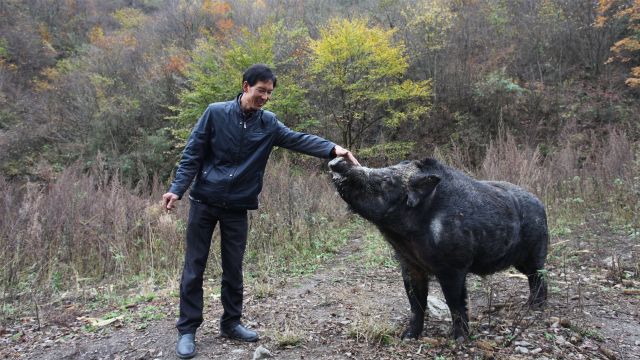 陕西镇坪:规模化繁殖驯养野猪第一人,被当地人称为野猪司令