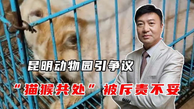 昆明动物园引争议,“猫猴共处”被斥责不妥,我们该如何看待?