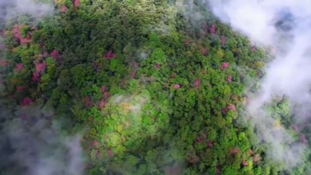 云南德宏州梁河县樱花盛开灿若云霞美不胜收 粉粉嫩嫩娇娇艳艳簇簇拥拥五彩斑斓蔚然壮观