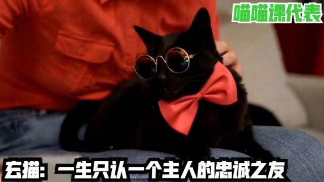 玄猫:一生只认一个主人的忠诚之友!喵喵课代表