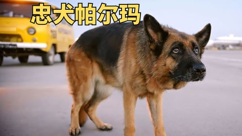 狗狗被主人狠心抛弃，在机场苦等两年《忠犬帕尔玛》