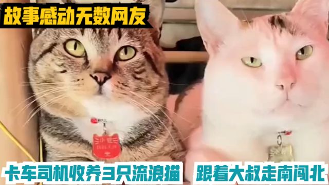 卡车司机收养3只流浪猫,跟着大叔走南闯北,故事感动无数网友!