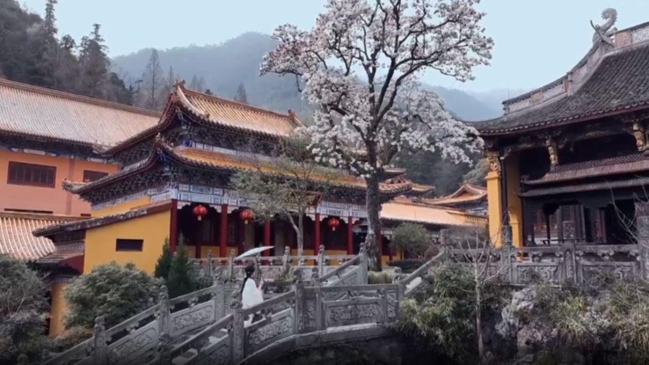 寻访春天的故事:杭州临安禅源寺的百年玉兰花开了