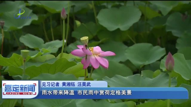 雨水带来降温 市民雨中赏荷定格美景