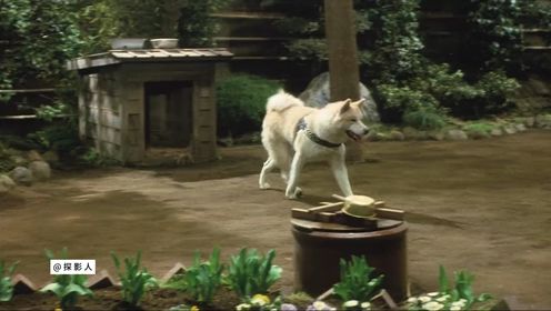 八公物语：狗狗真的很有灵性，养狗三日，忠于一生，高分感人电影