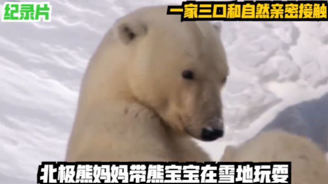 北极熊妈妈带熊宝宝在雪地玩耍,一家三口和自然亲密接触!纪录片