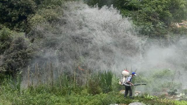 泉州现巨型蜘蛛网,所谓的天幕毛虫到底是什么?为何造就盘丝奇观