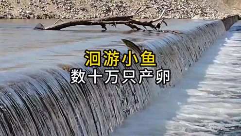 河边发现了大量逆游的小鱼,它们正在洄游产卵!#识整活儿大赛_高清1080P在线观看平台_腾讯视频