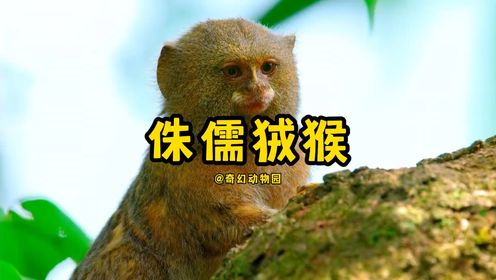 侏儒狨猴:世界上体型最小的马喽_高清1080P在线观看平台_腾讯视频