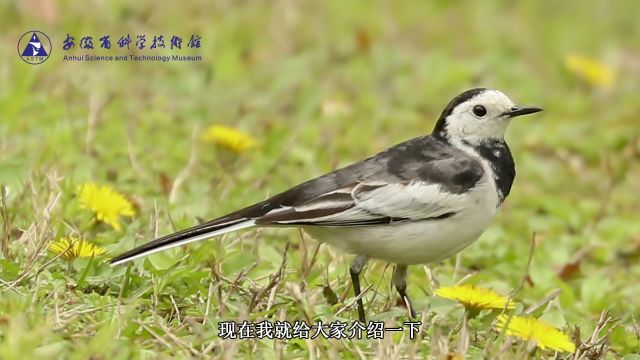 科普微讲堂 | 如何观鸟和辨鸟