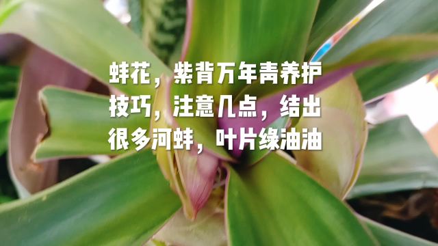 蚌花,紫背万年青养护技巧,注意几点,结出很多河蚌,叶片绿油油