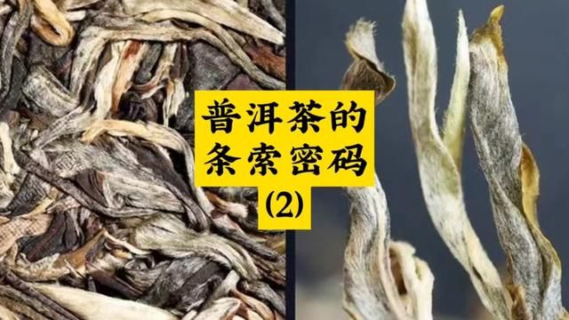 普洱茶的条索密码(2)#爱喝茶的关注我 #普洱茶