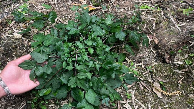 农村不起眼的“脚臭草”,用途外地很多人都不知道,大家赶紧认识下