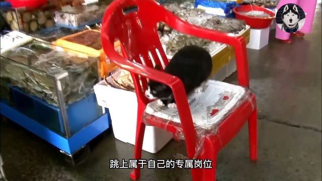 黑猫成为水产店的老板,从不监守自盗,还是海鲜市场的超级保安