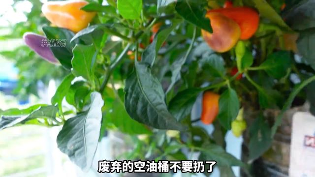 塑料桶不要浪费,改造一下用来种七彩辣椒