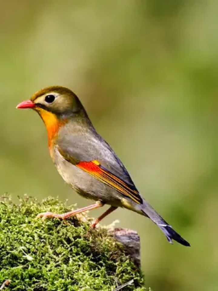 红嘴相思鸟,曾经是花鸟市场的明星鸟,现在是国家二级保护鸟类了.