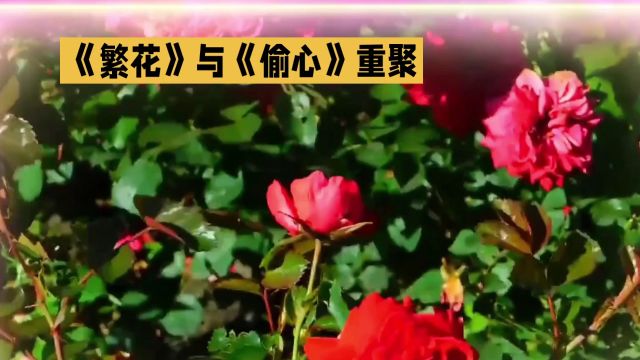 《繁花》与《偷心》:音乐与情感的完美交织