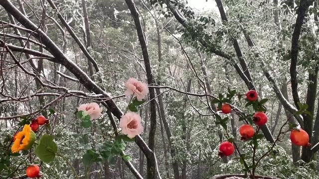 俗话说下雪就吃铁锅炖大鹅,六斤多大鹅炖一锅吃着嘎嘎香! #抚州下雪了 #铁锅炖大鹅