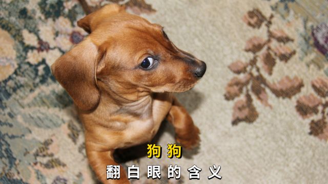 狗狗对你翻白眼,有这些意思!