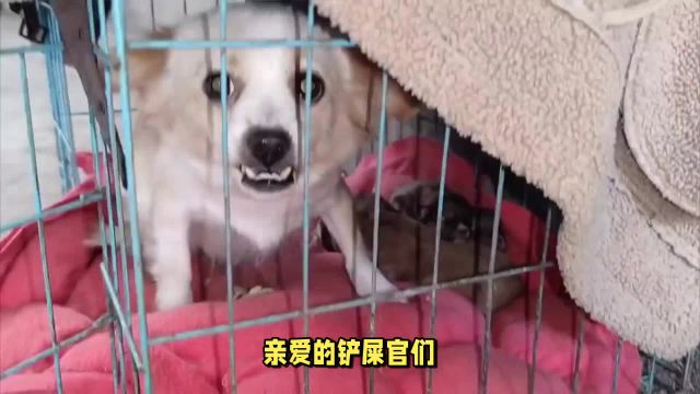 怎么判断狗得了犬瘟?警惕!狗狗出现这些症状,可能是犬瘟在作祟