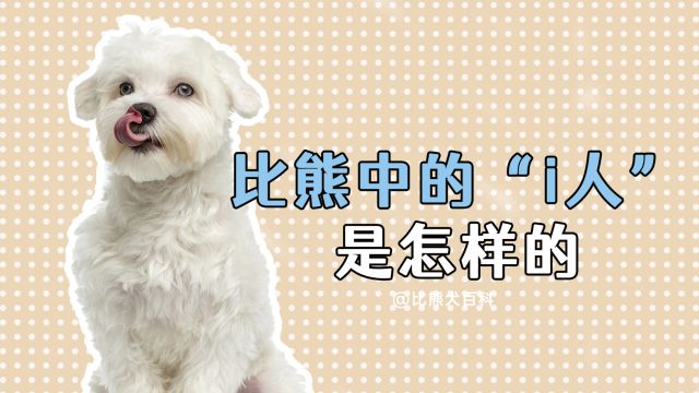 比熊有这些表现,是“i狗”没错了!