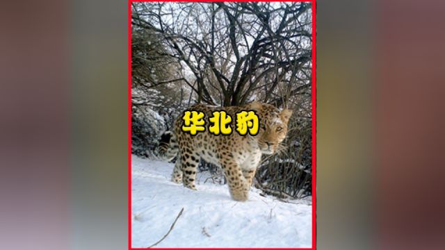 野生猛兽“华北豹”现身山西,数量仅有1500只,它的战斗力如何?