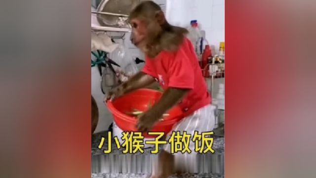 不靠谱的小猴子被主任赋予重要任务,但小猴子贪睡,差点酿成大错视频