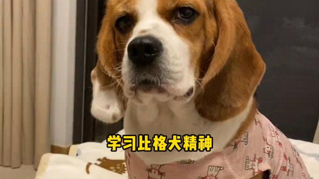 拒绝精神内耗,向“比格犬”学习!