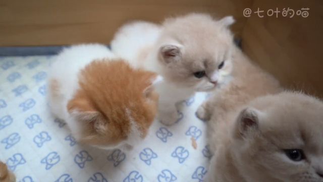 懒猫的自我修养》 #小奶猫的成长日记 #萌宠出道计划 #