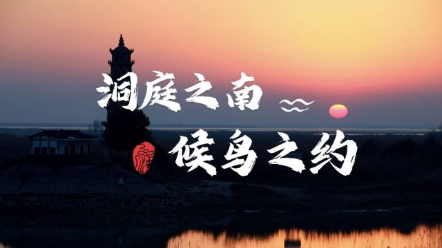 聚焦丨观鸟赛里看沅江,生态文旅不仅有“面子”更有“里子”