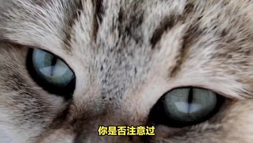 猫的眼睛有什么特点？猫眼：夜的舞者，光的世界