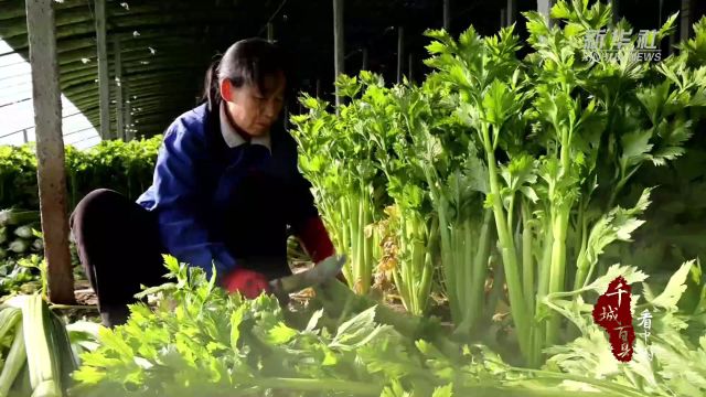 千城百县看中国︱山东定陶:蔬菜市场产销两旺 保障春节“菜篮子”