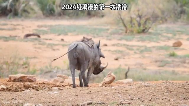 红浪漫的第一次洗浴,疣猪蓬蓬真的是太奢侈了野生动物零距离奇妙的动物疣猪蓬蓬红浪漫