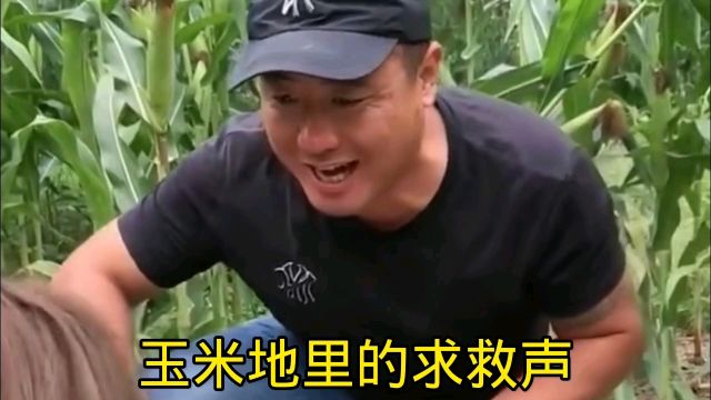 玉米地里的求救声