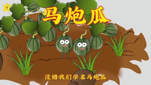 马泡瓜到底是什么瓜呢?#植物科普#动画制作#百科#原创动画