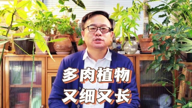 多肉长得又细又长怎么办?可用一个办法补救,但要记住一个关键