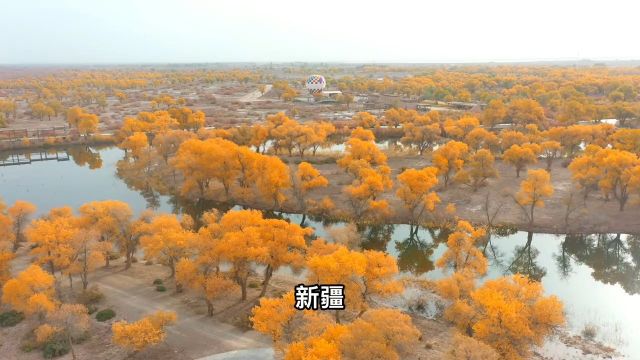 在新疆南部的巴楚县,拥有全世界最大片区的胡杨林,这里也是刀郎歌里唱的喀什噶尔的胡杨.坐热气球俯瞰胡杨林海,太好玩,太刺激.#新疆