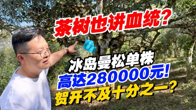 茶树也讲血统?冰岛曼松单株高达280000元!贺开不及十分之一?